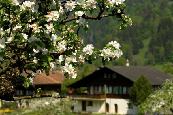 Im Vordergrund ein Baum mit frisch geöffneten Blüten, im Hintergrund eine Immobilie, die versteckt wirkt | Immobilie finden